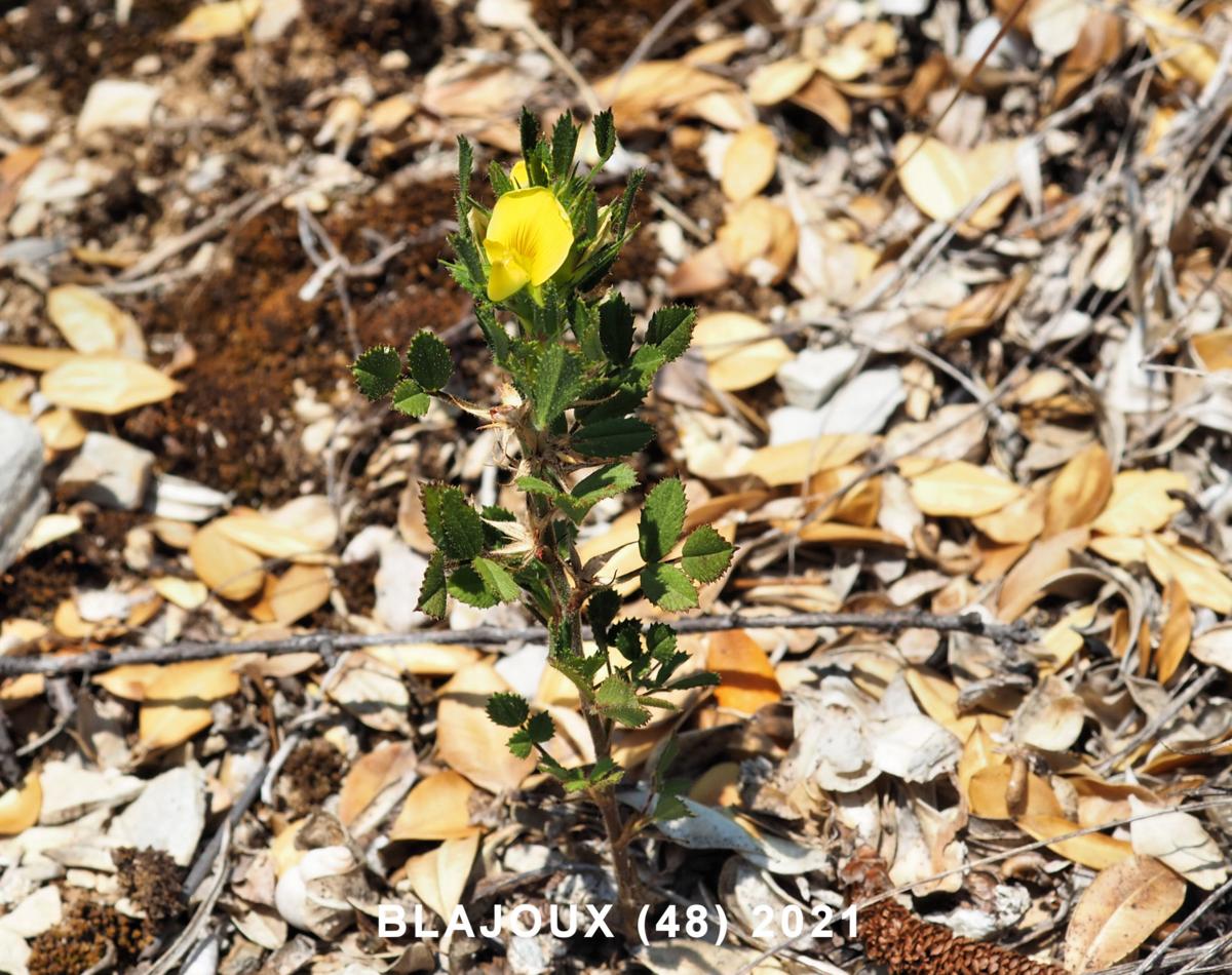 Restharrow, Small plant